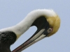 pelican-head-shot-p1210337