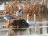 swan-family-november-2011-edmonton-copy