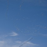 Ethereal ... Snow Geese in Flight